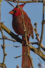 A02NorthernCardinalMale7938.jpg A02NorthernCardinalMale7938.jpg