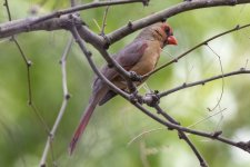 A03NorthernCardinalFemale7658.jpg A03NorthernCardinalFemale7658.jpg