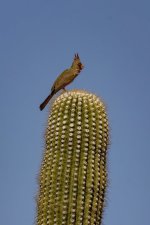 A06PyrrhuloxiaMaleOnSaguaro6839.jpg A06PyrrhuloxiaMaleOnSaguaro6839.jpg
