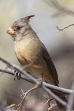 A07PyrrhuloxiaFemale8391.jpg A07PyrrhuloxiaFemale8391.jpg