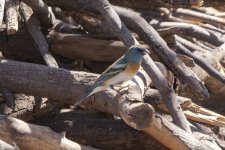 A08LazuliBunting8184.jpg A08LazuliBunting8184.jpg