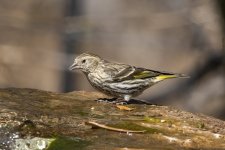 A09PineSiskin8675.jpg A09PineSiskin8675.jpg