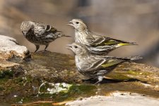 A10PineSiskins8676.jpg A10PineSiskins8676.jpg