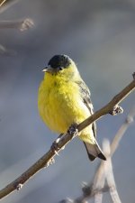A11LesserGoldfinchMale7981.jpg A11LesserGoldfinchMale7981.jpg