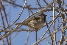 A15HouseSparrowMale7287.jpg A15HouseSparrowMale7287.jpg