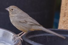 B04CanyonTowhee9179.jpg B04CanyonTowhee9179.jpg