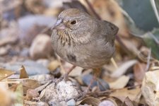 B05CanyonTowhee9174.jpg B05CanyonTowhee9174.jpg