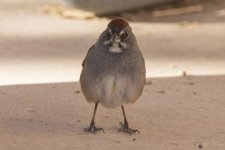 B02GreenTailedTowhee8324.jpg B02GreenTailedTowhee8324.jpg