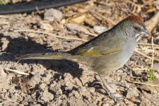 B03GreenTailedTowhee8329.jpg B03GreenTailedTowhee8329.jpg