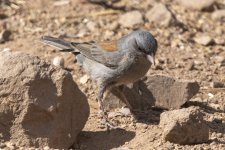 B06DarkEyedJunco9317.jpg B06DarkEyedJunco9317.jpg