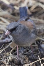 B07DarkEyedJuncoGraySided7387.jpg B07DarkEyedJuncoGraySided7387.jpg