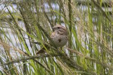 B08SongSparrow6577.jpg B08SongSparrow6577.jpg