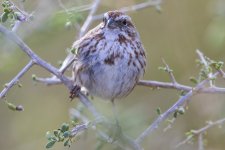 B09SongSparrow7126.jpg B09SongSparrow7126.jpg