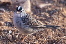 B10WhiteCrownedSparrowAdult7913.jpg B10WhiteCrownedSparrowAdult7913.jpg