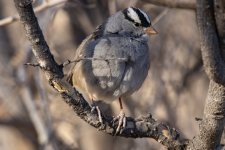 B11WhiteCrownedSparrowAdult8320.jpg B11WhiteCrownedSparrowAdult8320.jpg