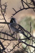 C01BlackthroatedSparrow6816.jpg C01BlackthroatedSparrow6816.jpg