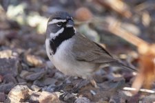 C02BlackThroatedSparrow7212.jpg C02BlackThroatedSparrow7212.jpg