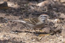C03ChippingSparrow8794.jpg C03ChippingSparrow8794.jpg