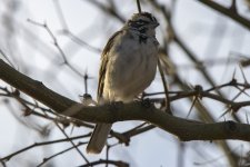 C04LarkSparrow7056.jpg C04LarkSparrow7056.jpg