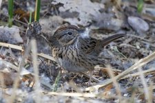 C05LincolnsSparrow6130.jpg C05LincolnsSparrow6130.jpg