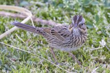 C06LincolnsSparrow6919.jpg C06LincolnsSparrow6919.jpg