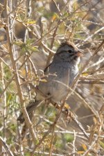 C07RufousWingedSparrow7244.jpg C07RufousWingedSparrow7244.jpg