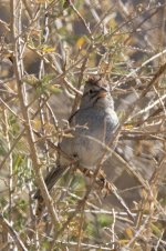 C08RufousWingedSparrow7248.jpg C08RufousWingedSparrow7248.jpg