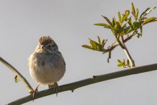 C10BrewersSparrow7073.jpg C10BrewersSparrow7073.jpg