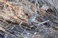 C13VesperSparrow7241.jpg C13VesperSparrow7241.jpg