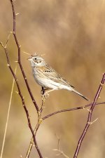 C14VesperSparrow7156.jpg C14VesperSparrow7156.jpg