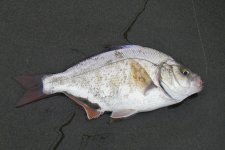 Redtail.jpg Redtail.jpg