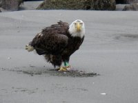 Perch Thief.jpg Perch Thief.jpg