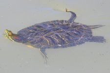 A03PondSlider6905.jpg