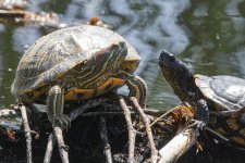 A01PondSlider&SonoranMudTurtle9589.jpg