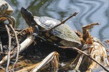 A02SonoranMudTurtle9588.jpg
