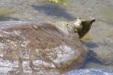 A05SpinySoftshell6968.jpg