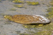 A06SpinySoftshell6971.jpg