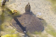 A07SpinySoftshellTurtle6972.jpg