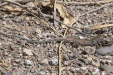 A08ChihuahuanWhiptailLizard9615.jpg