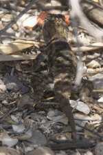 A09DesertSpinyLizard9620.jpg