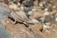 A11ZebratailedLizard6676.jpg