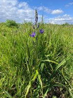 IMG_3843.jpeg