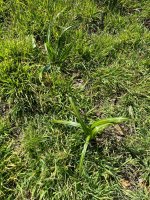 IMG_3838.jpeg
