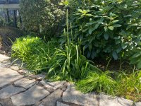 IMG_3851.jpeg