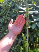 IMG_3853.jpeg