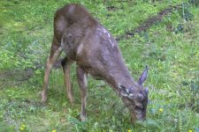A02BuckGrowiingAntlers1329.jpg A02BuckGrowiingAntlers1329.jpg