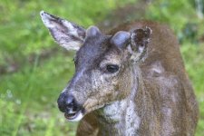 A03BuckGrowingAntlersHeadshot1348.jpg A03BuckGrowingAntlersHeadshot1348.jpg