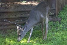 A04Buck2GrowingAntlers1356.jpg A04Buck2GrowingAntlers1356.jpg