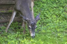A05Buck2GrowingAntlers1352.jpg A05Buck2GrowingAntlers1352.jpg