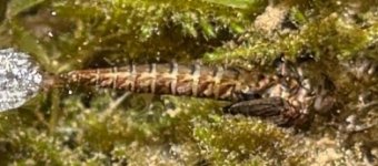 Suspected Chironomid Pupa.jpg